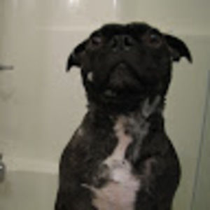 Meet your Posher, Austin